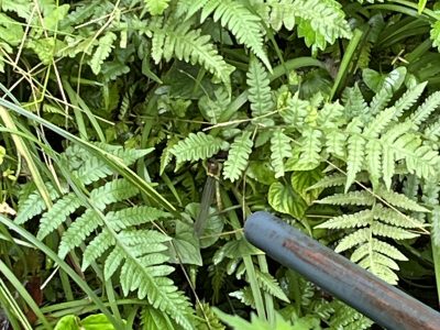 ７月１２日　山の幼稚園２日目