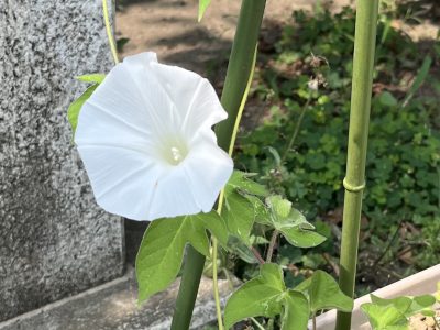 7月９日　もも組　