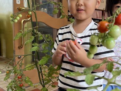 7月15日　合同礼拝「小さなリース」・ミニトマト収穫