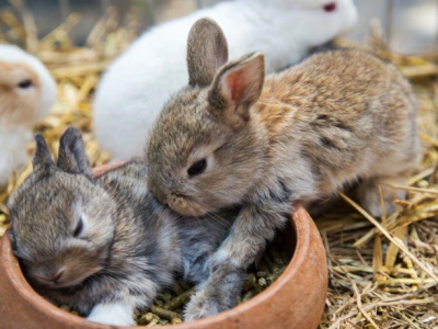10月10日(金) ふれあい動物園のご案内