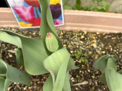 3月16日　合同礼拝「わたしはぶどうの木」